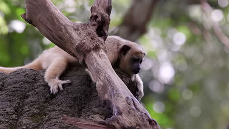 Brown-howler-monkey-climing-to-tree