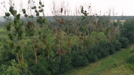 view of forest and field in kolbudy, kaszubia, pomorskie, poland