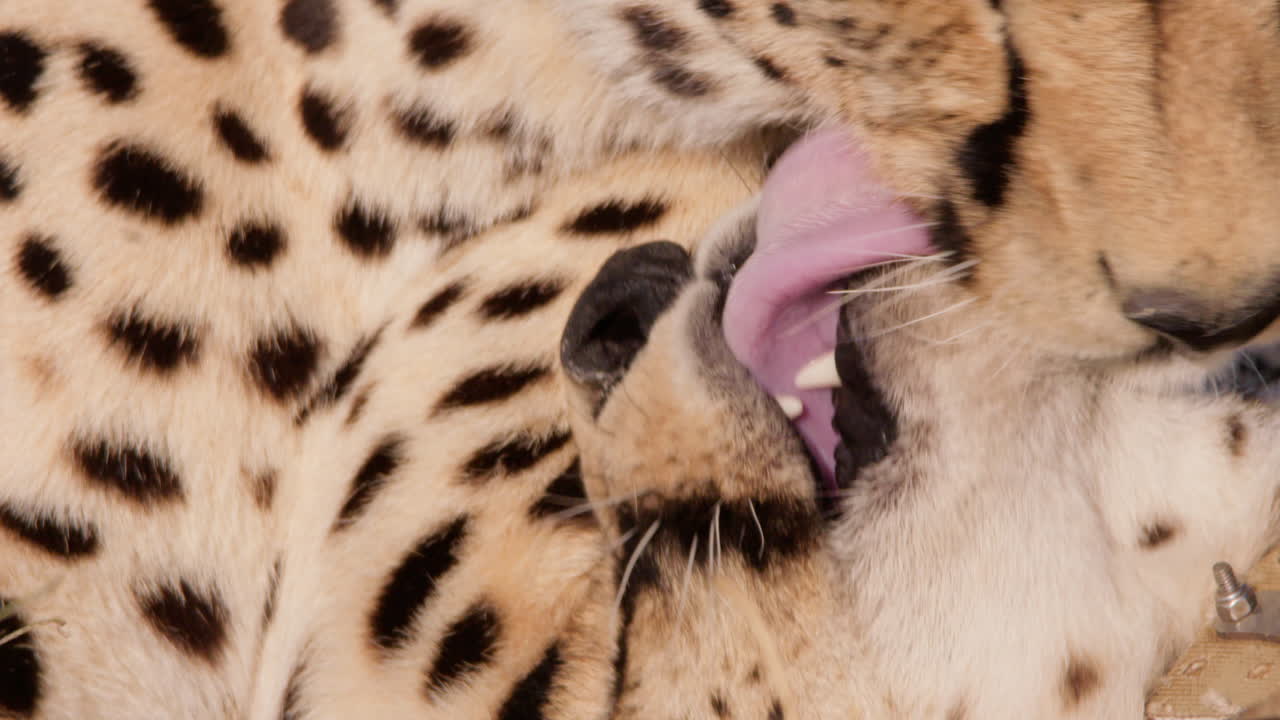 Extreme close up shot of a coalition of cheetah's head grooming