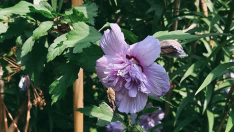 hibisco púrpura en un entorno de jardín