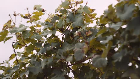 lush dark green foliage of grapevine in vineyard