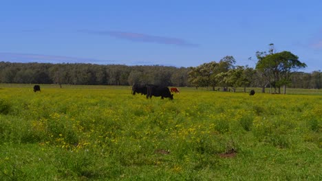 vacas de pie y alimentándose en el campo verde - tierras de cultivo de crescent head village - nsw, australia