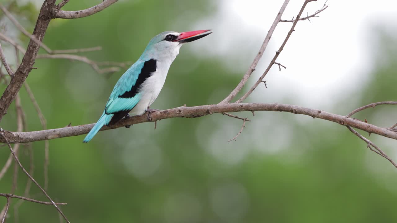 martín pescador del bosque con impresionantes plumas verde azulado grita desde la percha