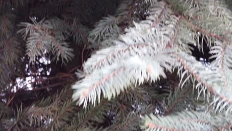 pine tree branches close up slow motion