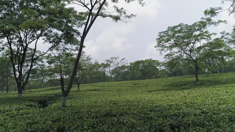 tea plantation on rainy season, beautiful green landscape seen from zooming aerial view