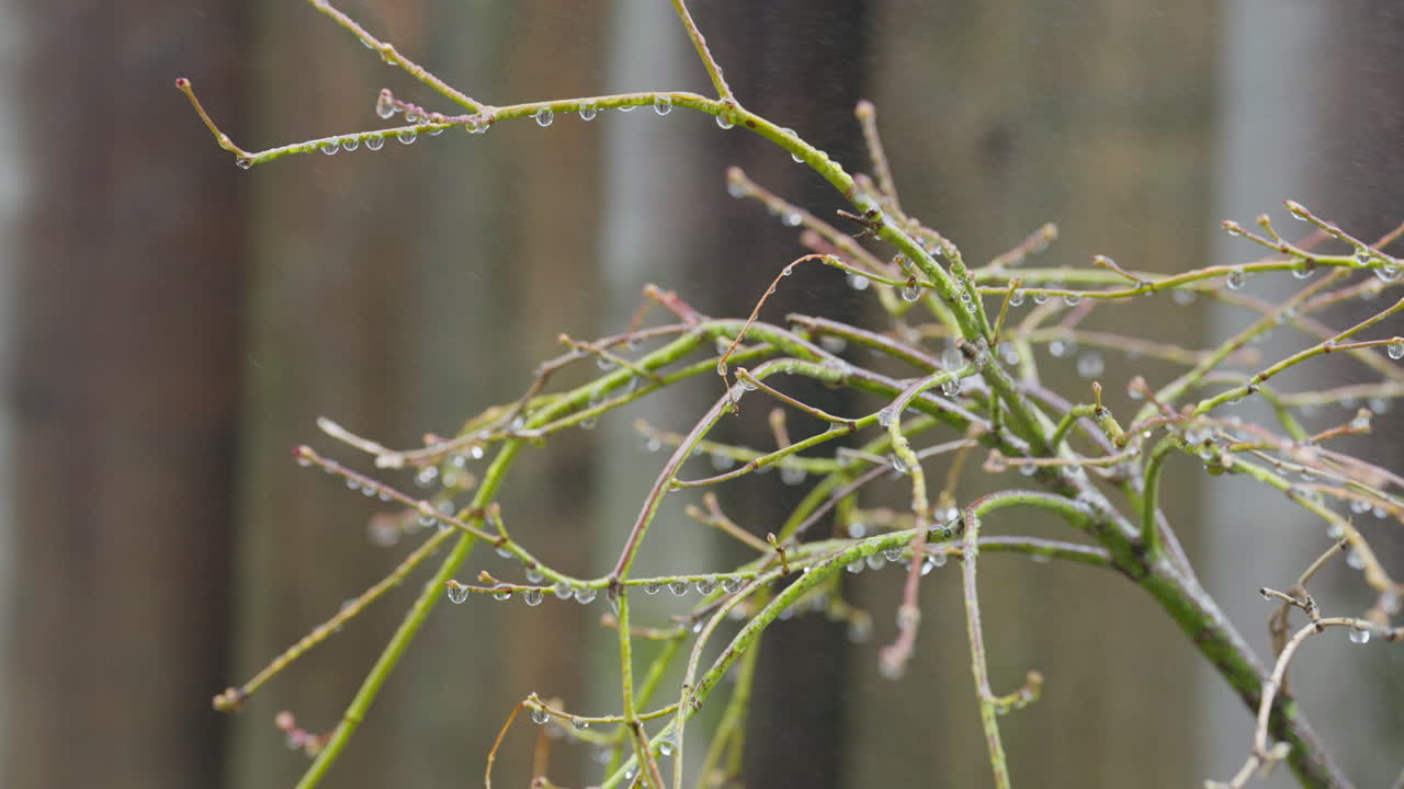 Rain falls on bare tree branches, showcasing nature's elegance