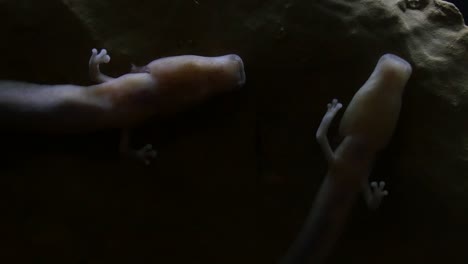 two rare salamander in choranche caves.