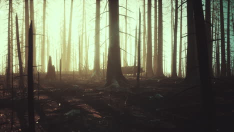 Humo-En-El-Bosque-Causado-Por-La-Deforestación