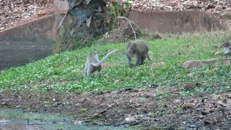 wide shot of monkey walking at smaller monkey who quickly walks out the way on green grass