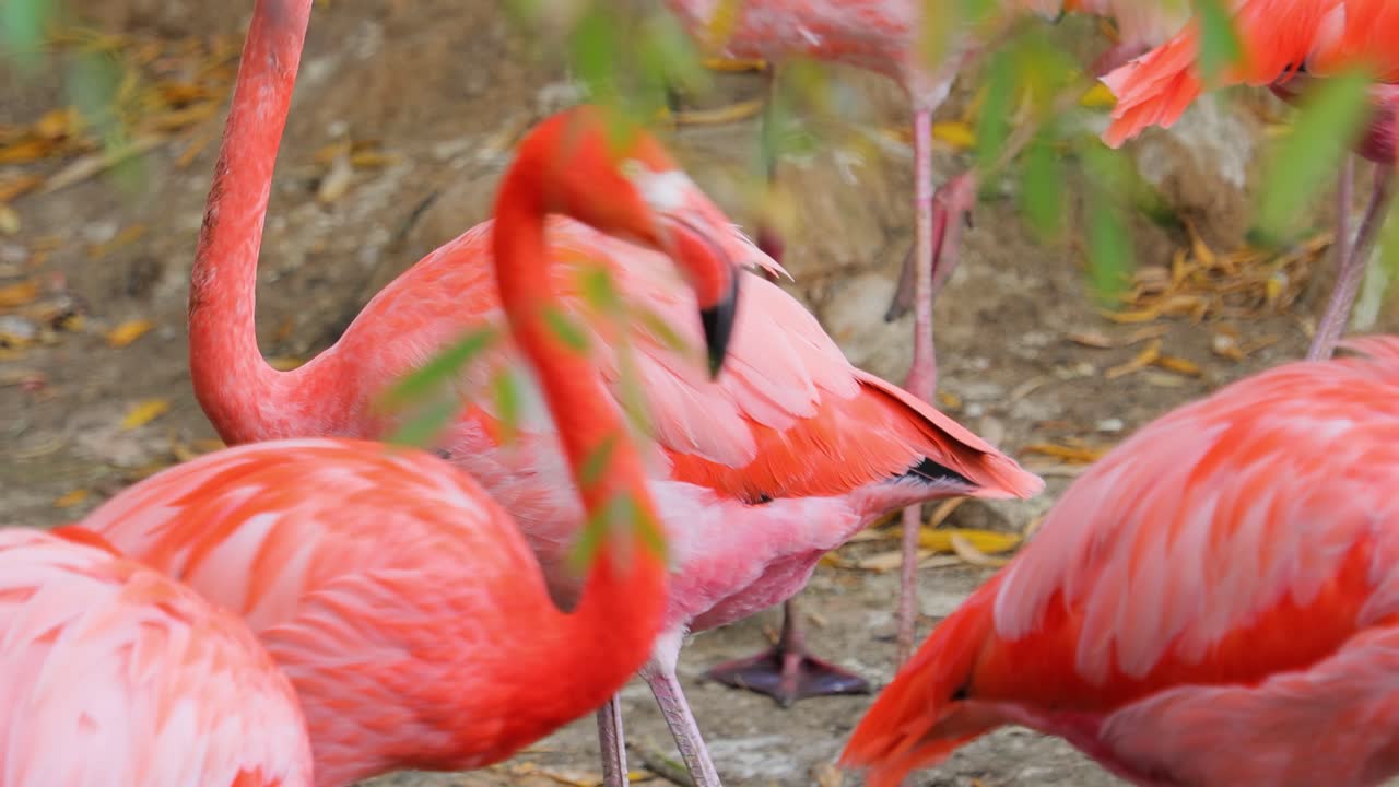 플라밍고 또는 플라밍고 (flamingo) 는 페니코프테리포르메스 (phoenicopteriformes) 의 유일한 조류 가족인 페니코프테리포르메스 (phoenicopteridae) 에 속하는 조류의 일종이다.