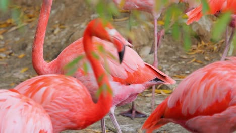 flamingos or flamingoesare a type of wading bird in the family phoenicopteridae, the only bird family in the order phoenicopteriformes.