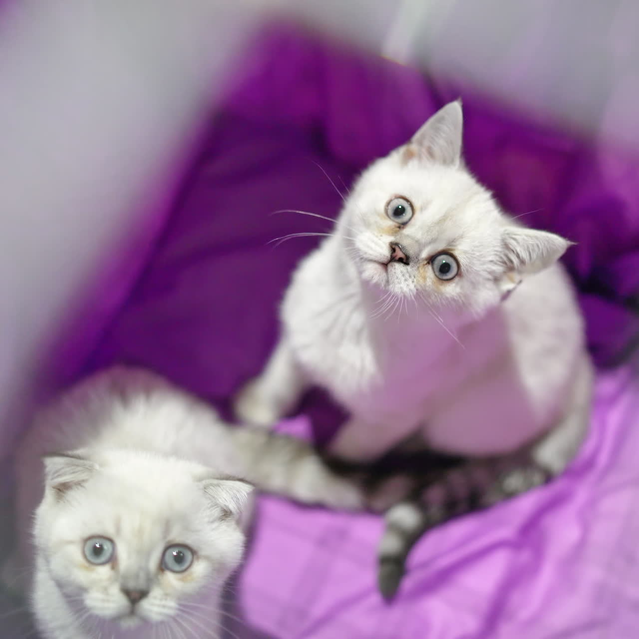 Dos gatitos de raza están en una jaula para el transporte de animales. Primer plano de gato Scottish Fold