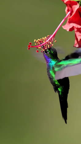 hummingbird feeding on hibiscus flower