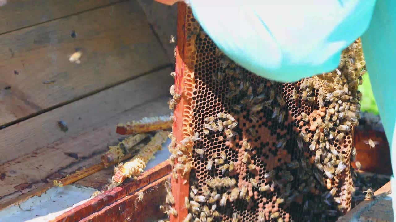 el apicultor saca panales de miel con un enjambre de abejas con sus manos, aplasta a las abejas para bombear miel. apiterapia