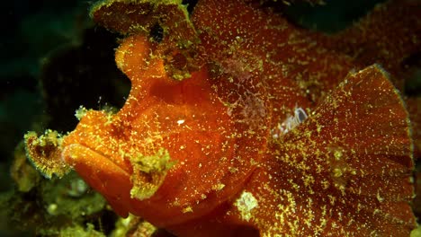 rhinopias eschmeyeri paddle-flap rhinopias scorpionfish with parasite lembeh 4k 25fps