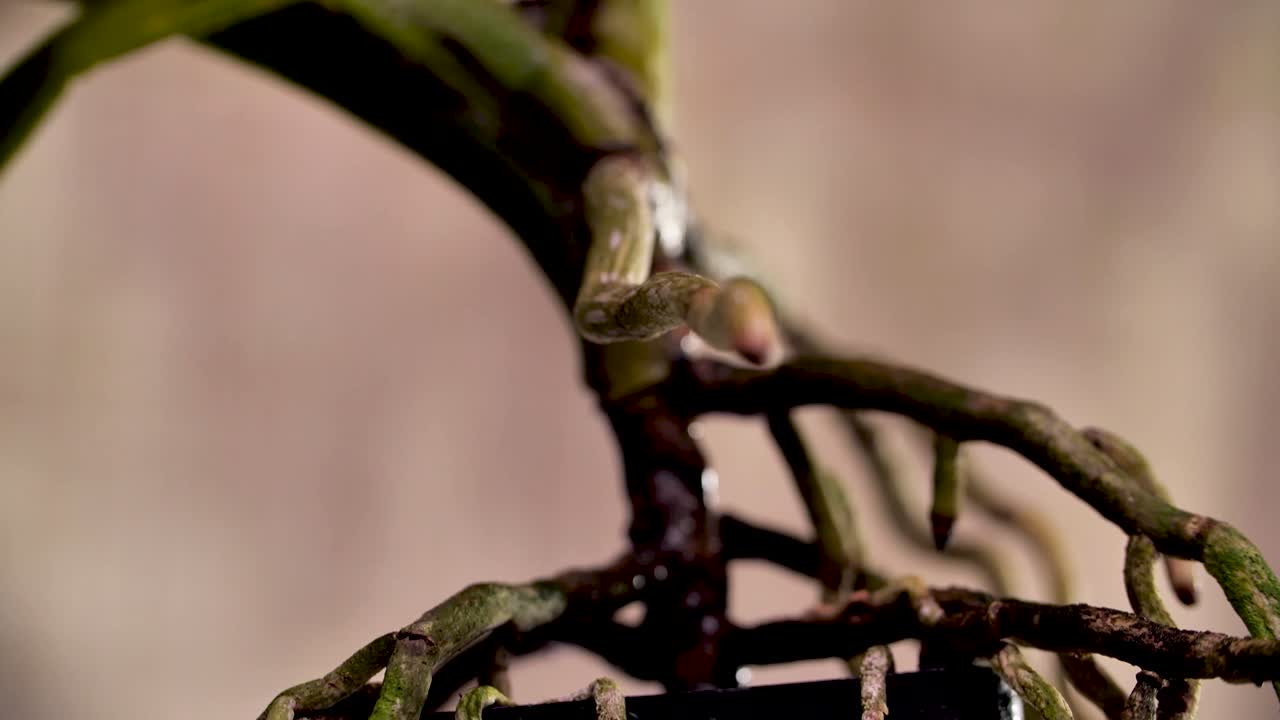 4k hermosa orquídea púrpura fresca, de cerca