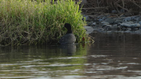 Eurasisches-Blässhuhn,-Das-Gras-Am-Fluss-In-Tokio,-Japan,-Frisst---Breiter,-Statischer-Schuss