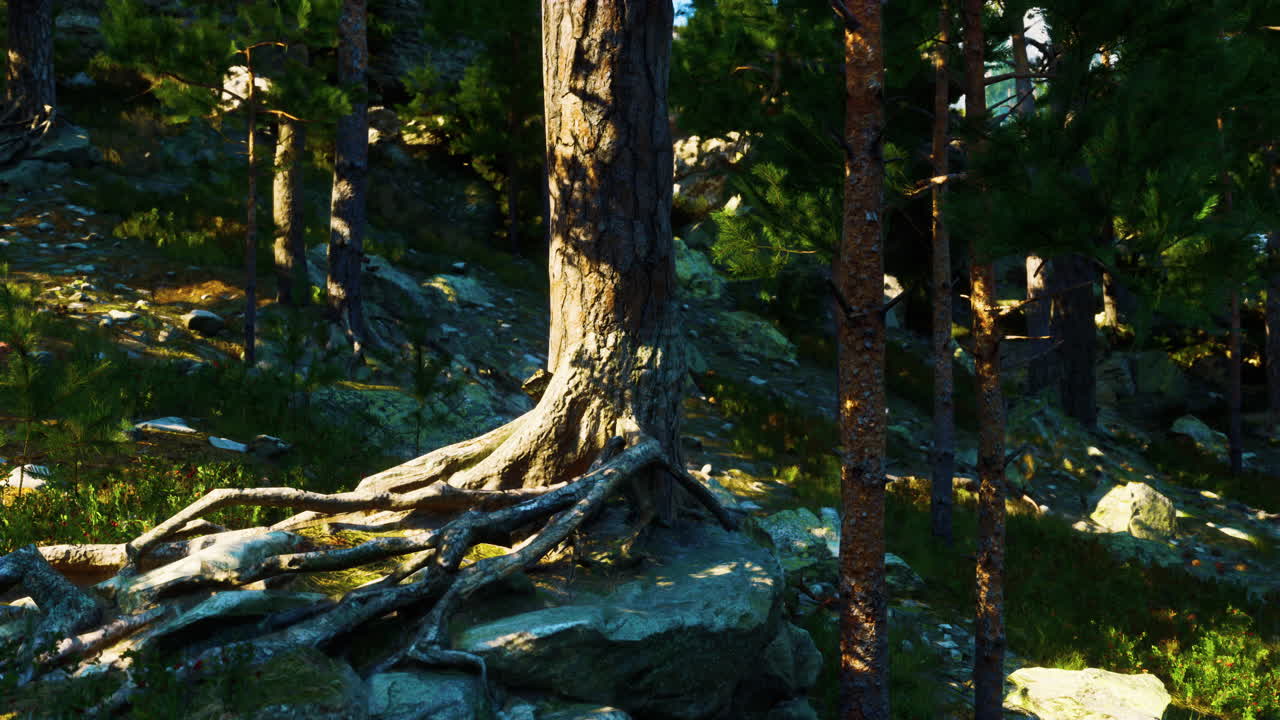 소나무 의 뿌리 가 노출 된  에 비친 숲