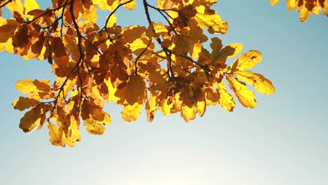 autumn oak leaves.