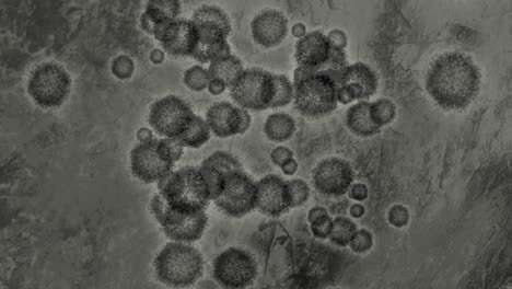 virus mortal visto a través de la lente del microscopio, micro