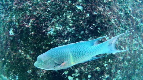 Humphead-Wrasse-Swimming-Through-Beautiful-Underwater-Reef---underwater-shot