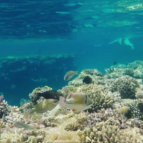 海底野生動物, 珊瑚礁和多彩的異國魚類 2