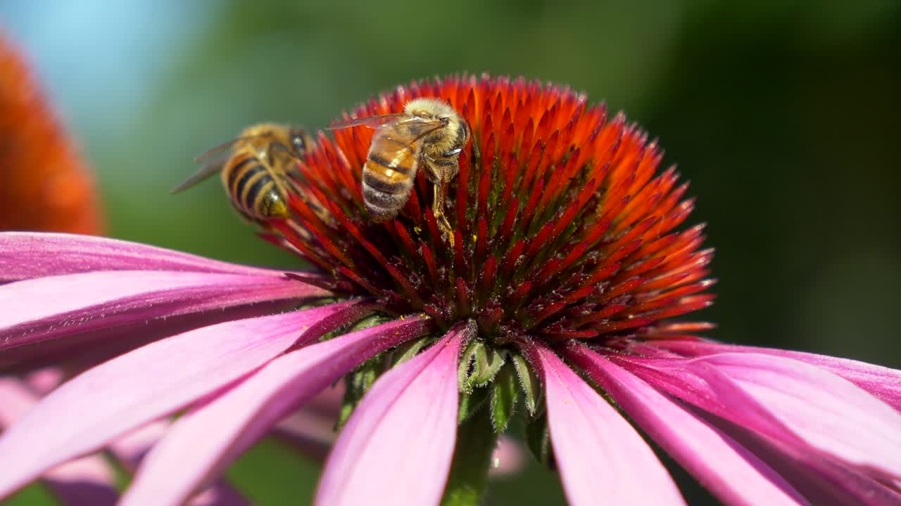 Macro close up:Bee Collecting Pollen in Red Pink Flower during pollination time