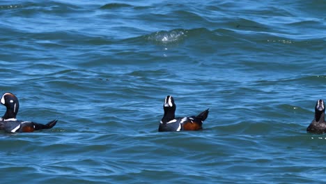 Harlekin-Enten-Schwimmen-Auf-Der-Meeresoberfläche-Und-Befreien-Die-Wellen