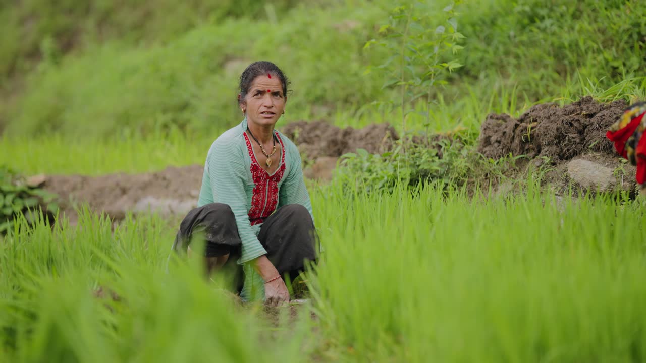 Group of Indian female farmers harvesting rice crops with sickles, laughing and chatting during work, 4k video