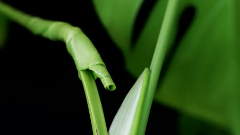 close up view of sprouting monstera leaf