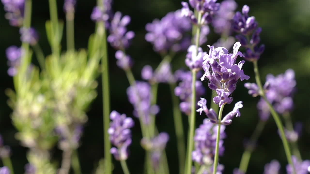 Close up view of purple lavender plant in sunlight gently swaying in a summer breeze