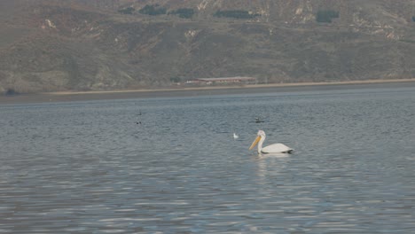 A-dreamy-landscape-of-a-Island,-Hawaii-mountains,-blue-ocean,-wildlife-in-the-water,-white-pelican,-seagulls-ducks-and-other-birds,-Static-shot,-4K-video,-slow-motion