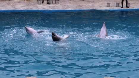 dolphins in dolphinarium perform tricks in the pool. funny dolphins circling in the water