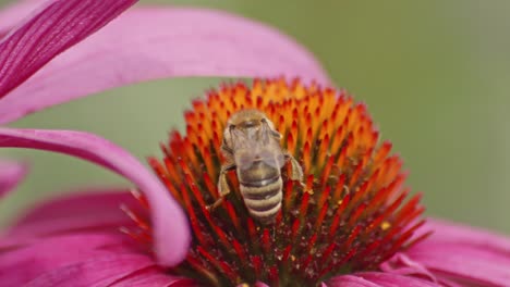 macro of a busy bee drinking nectar on orange coneflower in sunlight during daytime