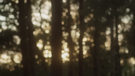 beautiful bokeh photographic effect of forest in sunset - medium shot