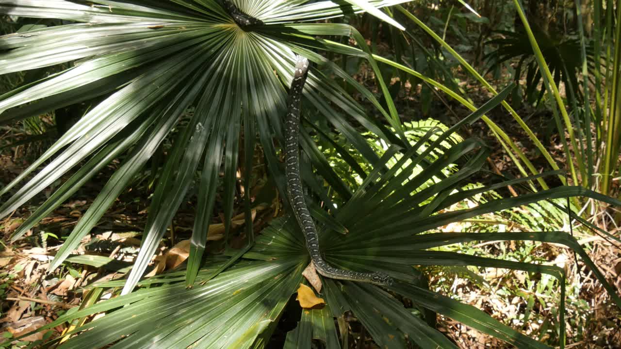 serpiente pitón de diamante no venenosa australiana