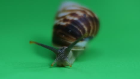 Schnecke-Kriecht-Auf-Grünem-Bildschirm.-HD-Videos