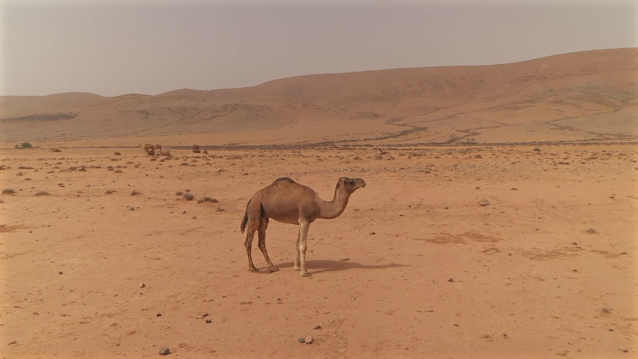 Aerial drone circling view tracking single dromedary camel as it stands through a vast, arid desert, with its herd in the background, Tan-Tan, Morocco