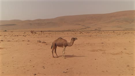 aerial drone circling view tracking single dromedary camel as it stands through a vast, arid desert, with its herd in the background, tan-tan, morocco