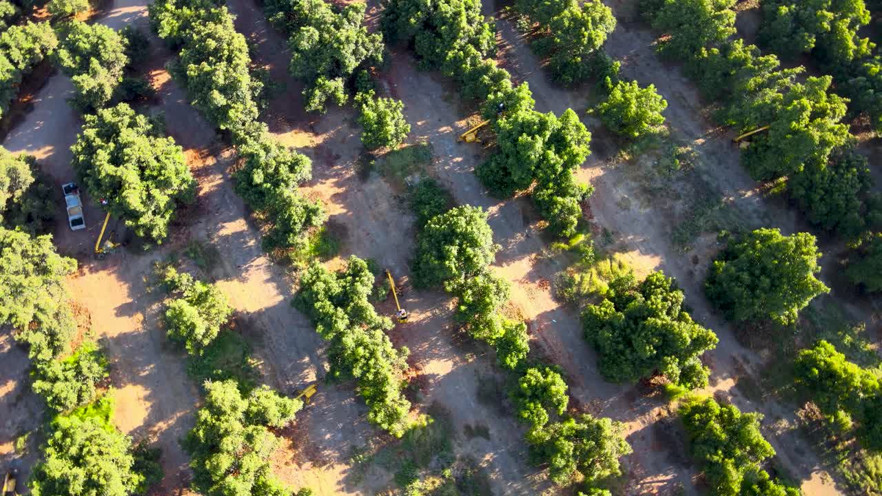 воздушная орбита сверху вниз трактора с комбайном между плантациями авокадо "вару-вару" на фермерском поле в солнечный день