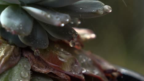 water droplets slowly form and roll down off leaves of green succulent plant during spray or rain, macro close up shot in slow motion garden house plant depth of field