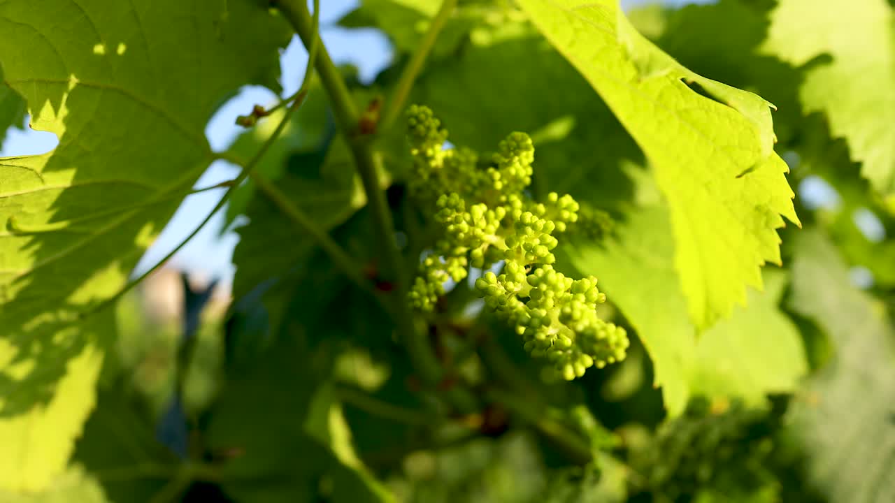 Close-up of grape leaves and budding grapes