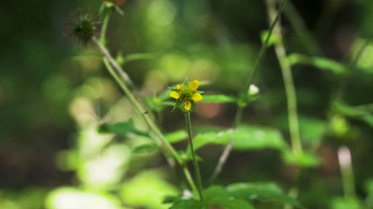 Wood avens, Geum urbanum,Nelkenwurz, wild herb, Immature fruit, yellow flower