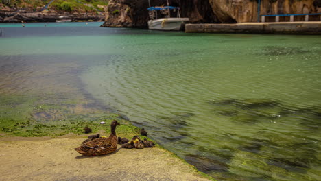 Timelapse-of-Female-duck-and-small-ducklings-resting-on-shoreline-of-Xlendi-Beach,-Malta