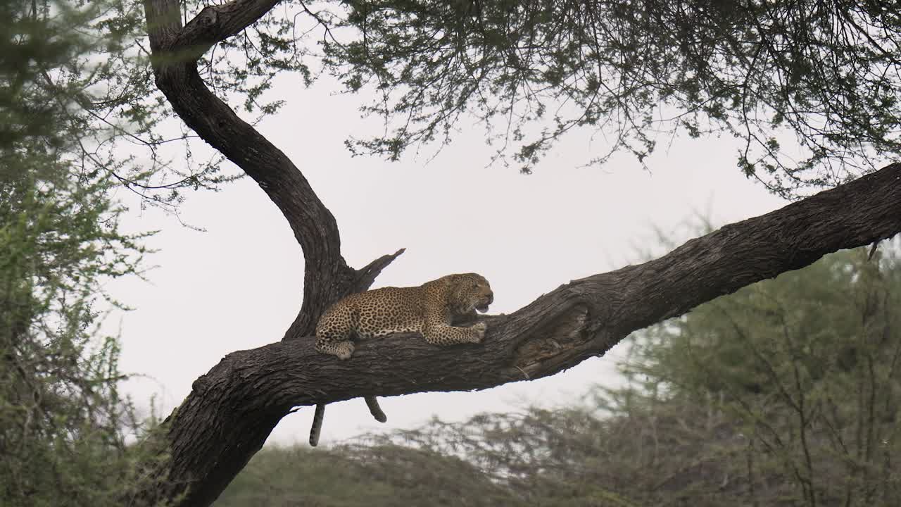 hermoso leopardo descansando en un árbol en un parque nacional en tanzania
