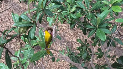 Draufsicht-Auf-Den-Weiblichen-Goldpirolvogel,-Der-Küken-Im-Nest-Füttert