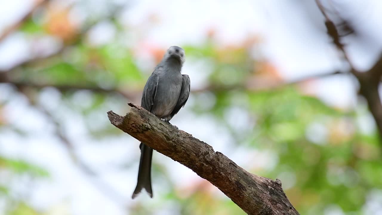 el drongo ceniciento es un migrante regular asustadizo a tailandia en el que le gusta posarse en lo alto de las ramas, que pueden estar lejos del alcance de humanos o animales, fácil de despegar y capturar insectos