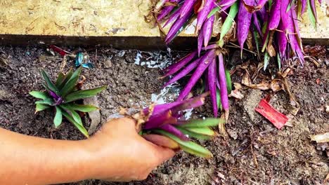 hands of people are planting plants in soil - gardening activity