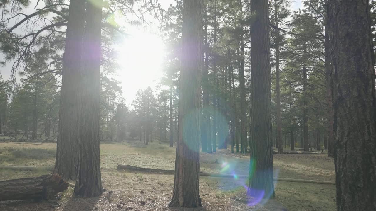 Camera moving through some Ponderosa Pines at Bryce Canyon National Park.