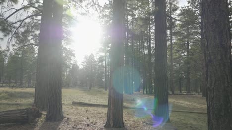 camera moving through some ponderosa pines at bryce canyon national park.
